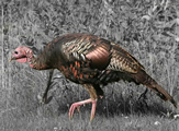 Wild Turkey 6